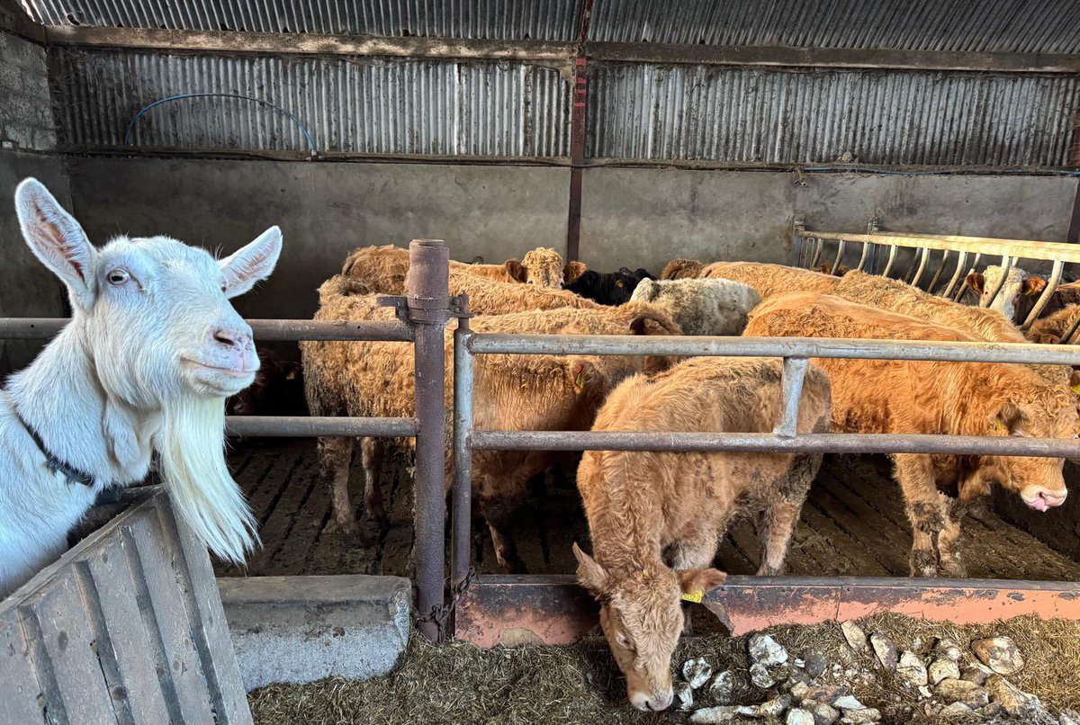 Gloria the Goat, keeping er eye on a pen of recently weaned, top quality Charolais calves. These calves have been fed our Rightstart calf range to achieve their highest potential.

Have your  local Fane Valley Advisor walk your livestock and help you maximise performance.