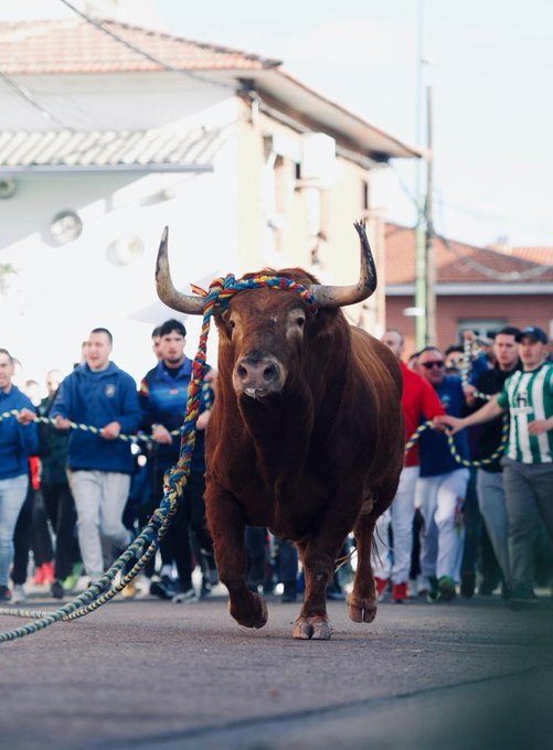 ftorodelidia's tweet photo. 💥 Que no se atrevan a llamarse a sí mismos demócratas los que quieren acabar con la cultura de un pueblo.

Nuestra cultura, tu cultura, es la del toro en la calle y el toro en la plaza. Y ningún político tiene capacidad para limitarla.

¡Orgullosos de nuestra forma de celebrar!

📸 Espectaculares imágenes del @enmaromadotoro de Yuncos (Toledo) celebrado este fin de semana con motivo de las fiestas de San Blas, con la participación de miles de personas.