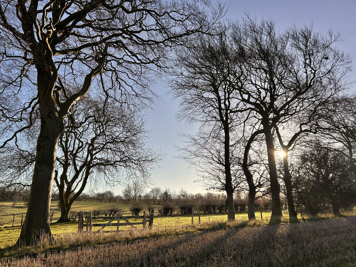 A Gentle Morning Ramble. 4°C and clear blue skies. Wood Pigeon.