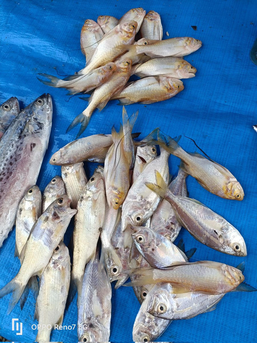 EmaSaleha's tweet photo. Senin (03/02/2025) Giat Luhkan Bengkulu Selatan ,pencatatan hasil penjualan Poklahsar ikan Nila 2 kec. Pasar Manna, ikan rucah 10Kg jual Rp.30.000,-/Kg dipasar lokal  Ampera Manna 
#luhlapor 
#giatluhkansatminkalBRPPUPP
#luhkanBengkuluSelatan https://t.co/OhV8R3Qi4j