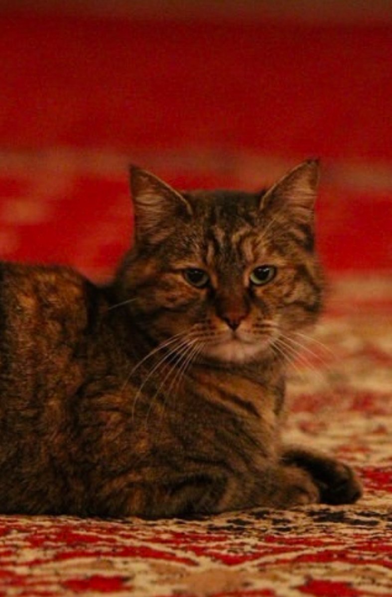 leoqueenyasmine's tweet image. Mert’le Toraman’ı boşuna benzetmedim şu tombalaklığa bak aynılar be🔥🔥🔥❤️‍🔥❤️‍🔥❤️‍🔥 #KızılGoncalar #MertYazıcıoğlu #KedMer #CünKed #KedCün #MerKed