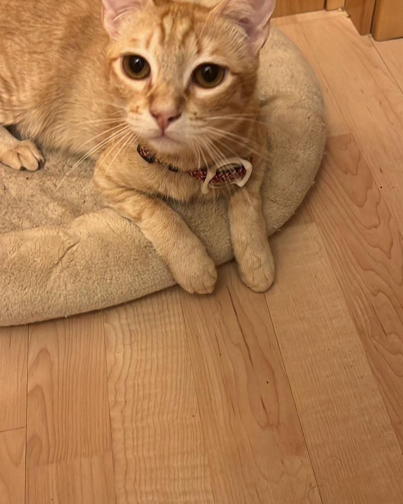 Abeiroanimal's tweet image. Lilo e Loki precisan atopar un fogar xuntos. Teñen pouco máis dun ano, e por problemas de saúde non poden seguir onde están.
Son preciosos e moi bós. Só adopción conxunta.