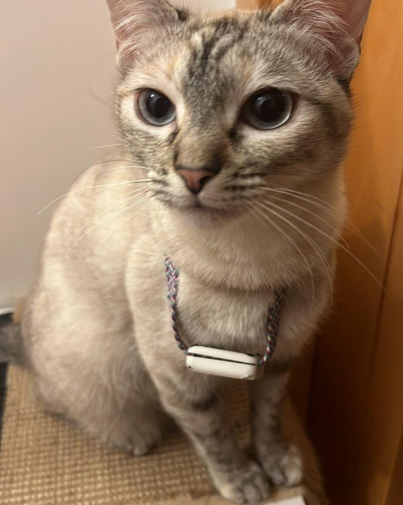 Abeiroanimal's tweet image. Lilo e Loki precisan atopar un fogar xuntos. Teñen pouco máis dun ano, e por problemas de saúde non poden seguir onde están.
Son preciosos e moi bós. Só adopción conxunta.