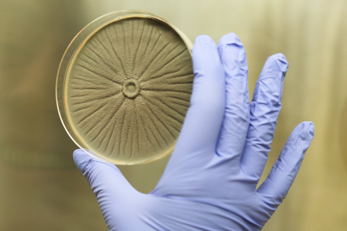 🌍 Dia Mundial da Aspergilose (1 fev): A doença causada pelo fungo Aspergillus afeta principalmente pessoas com imunidade comprometida, com mortalidade &gt;85%. Embora presente no ar, só gera risco p esses pacientes. A equipa i3D do ICVS luta contra essa ameaça! 🍄🫁 #WAD2025 #ICVS