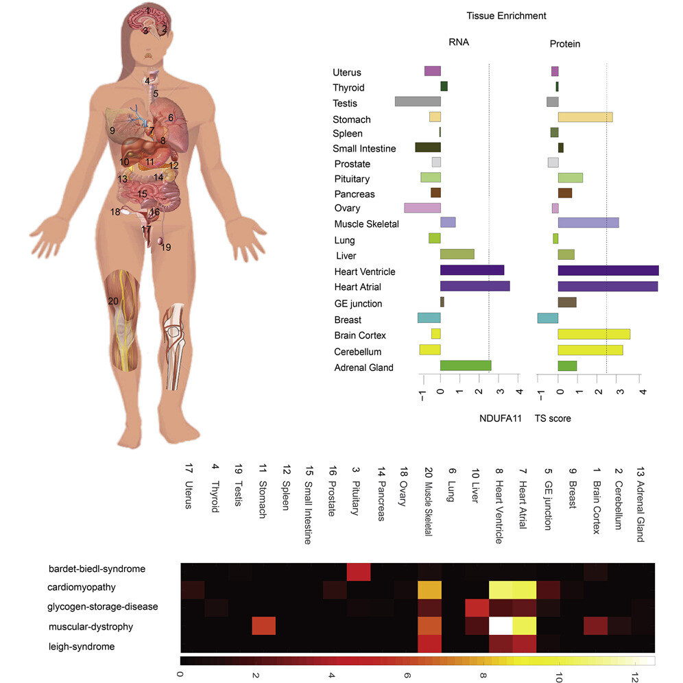 BioLizard_nv's tweet image. 🧬 Dive into a groundbreaking proteome map that reveals the unique roles of proteins in health and disease in today's #interestingread.

💡𝗘𝘅𝗽𝗹𝗼𝗿𝗲 𝘁𝗵𝗲 𝗳𝘂𝗹𝗹 𝗮𝗿𝘁𝗶𝗰𝗹𝗲: eu1.hubs.ly/H0fX25m0