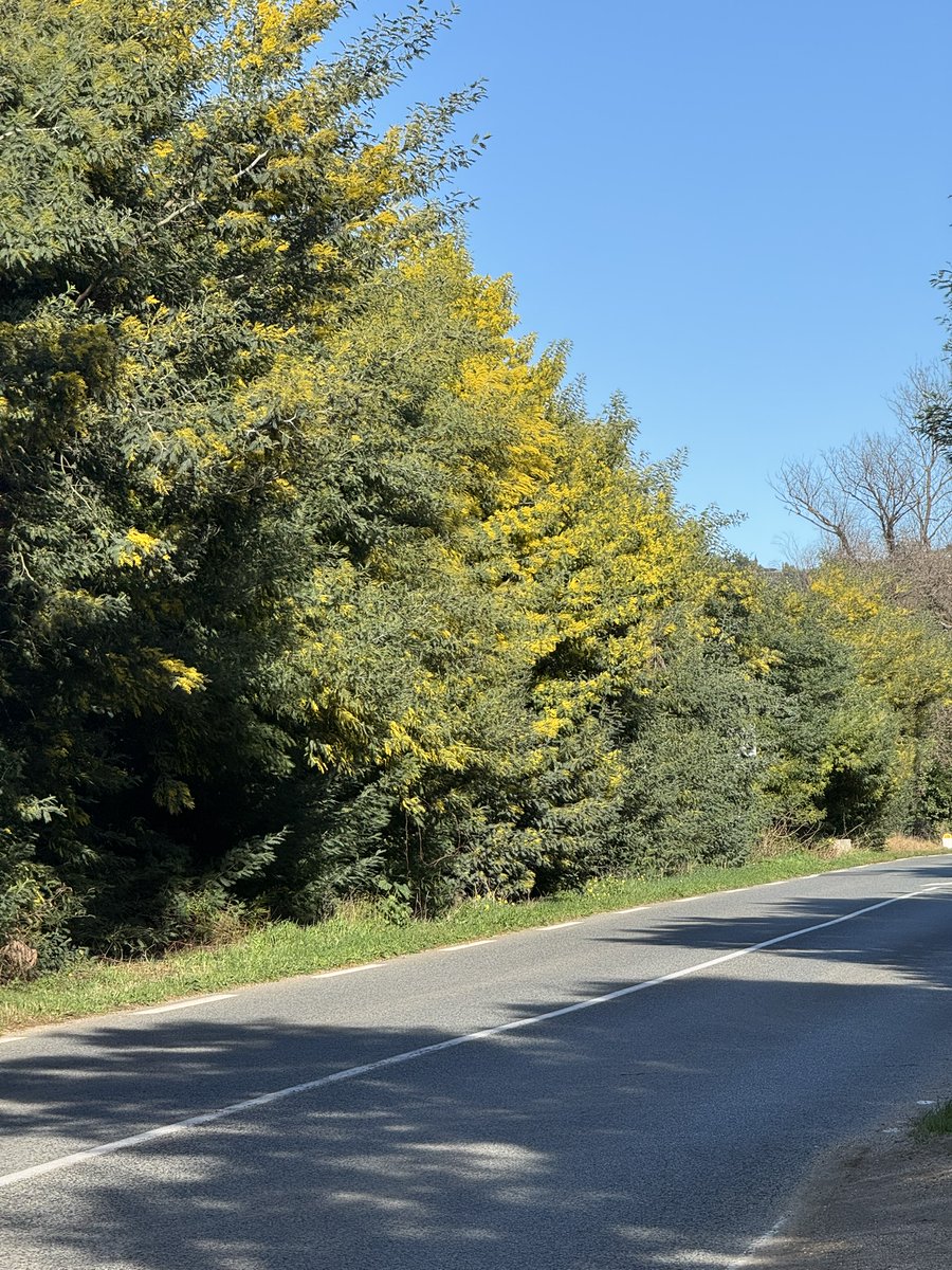 Le mimosa fait son apparition à Cavalaire sur la Côte d'Azur. 😍