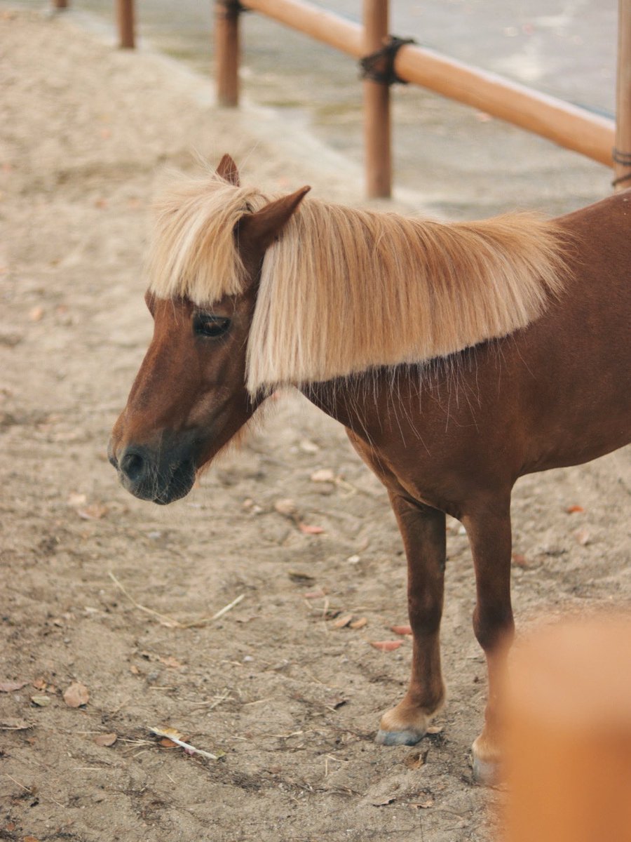 切り方あってる？ #photo