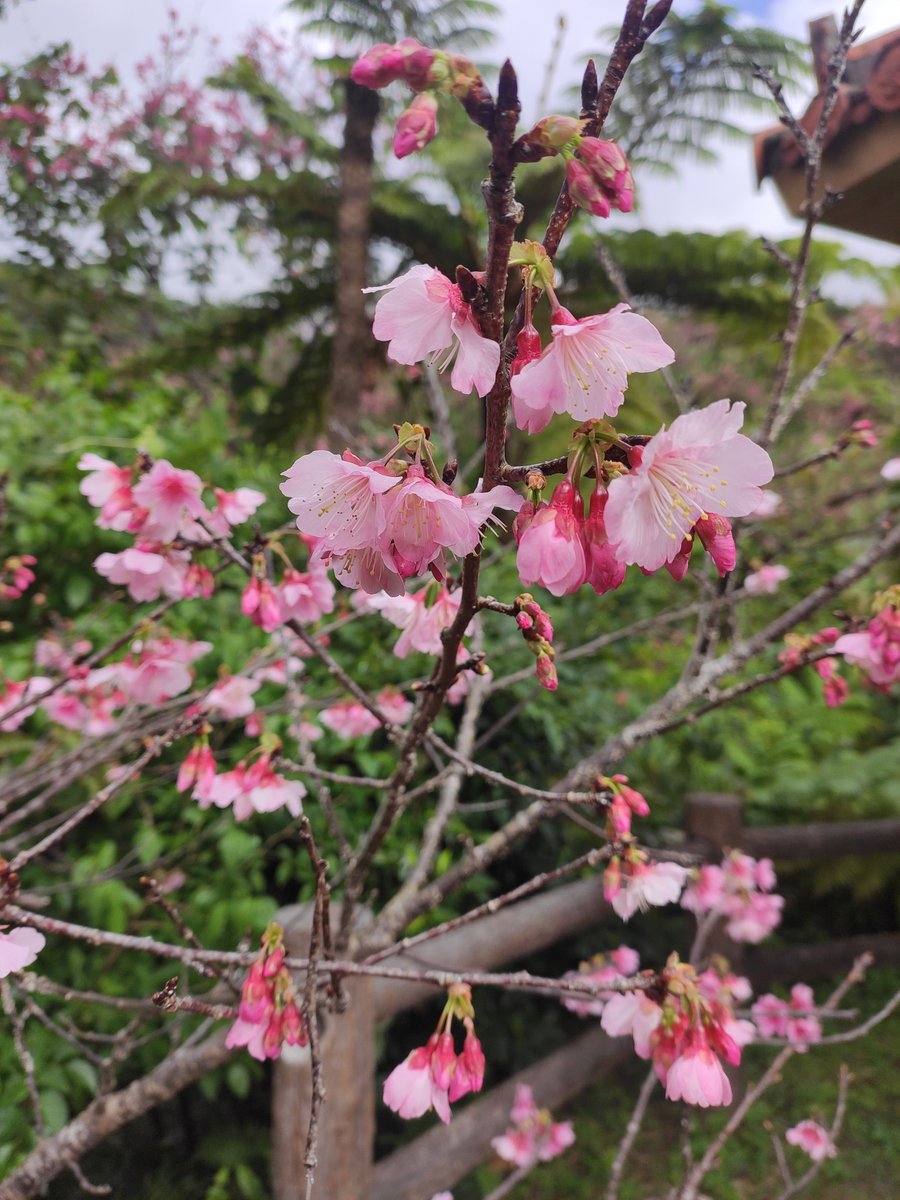 rosainmatcha's tweet photo. Fuimos a ver el Sakura de Okinawa, que aquí florece antes 🌸🌸 https://t.co/dSQFMdklph