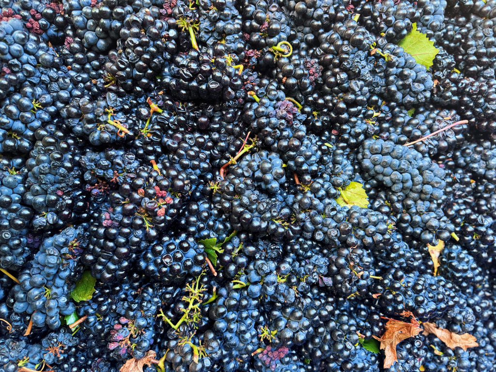Peter Pentz (@peterpentz) on Twitter photo The#SAWineHarvest2025 <a href="/GrootePost/">Groote Post Wines</a> is shaping up beautifully. Slow ripening, perfect weather, good tonnage, and serious quality in the cellar. Looks like a bumper year ahead 🍇 The#SAWineHarvest2025 <a href="/GrootePost/">Groote Post Wines</a> is shaping up beautifully. Slow ripening, perfect weather, good tonnage, and serious quality in the cellar. Looks like a bumper year ahead 🍇
