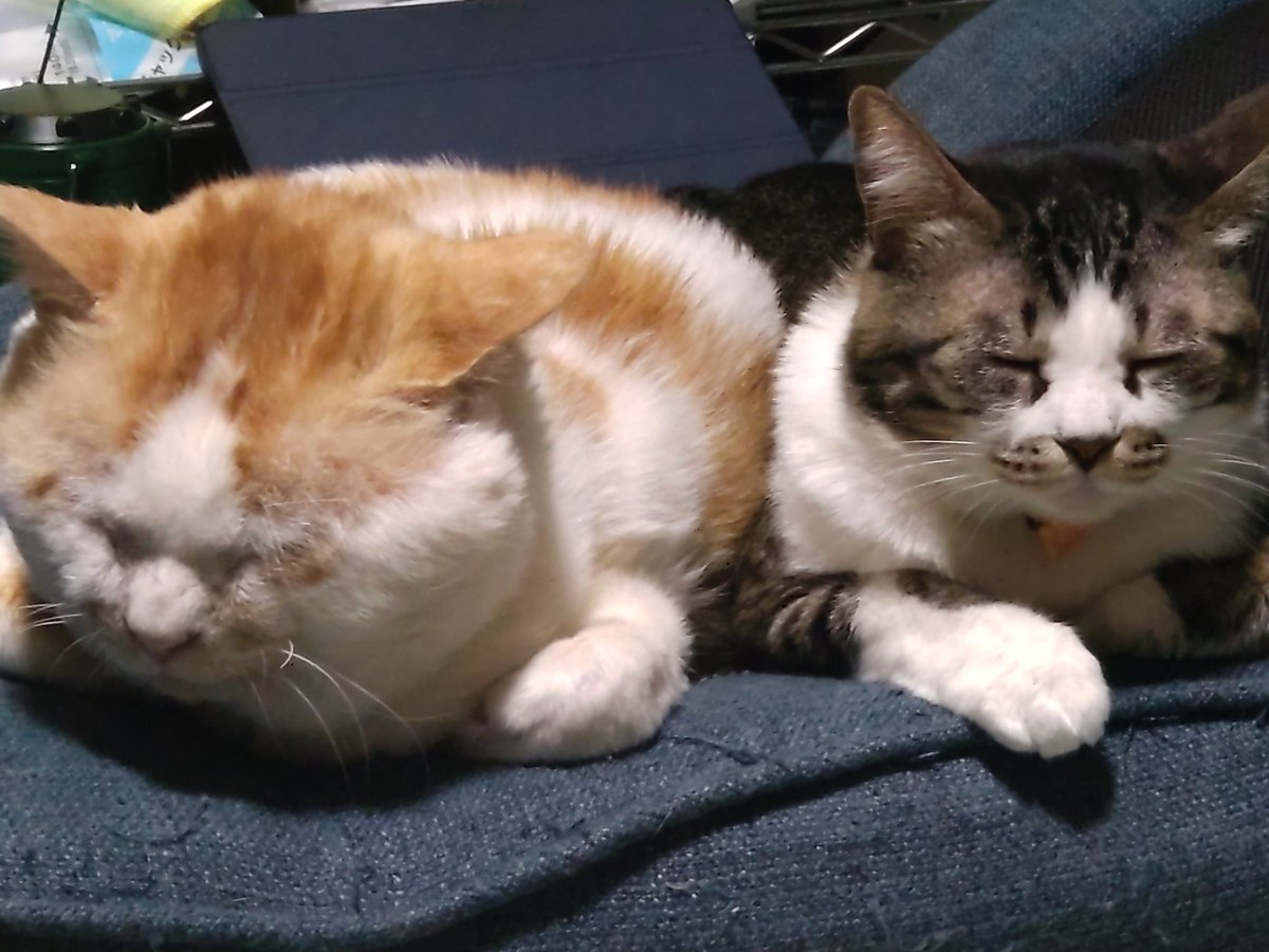 お久しぶりです😺