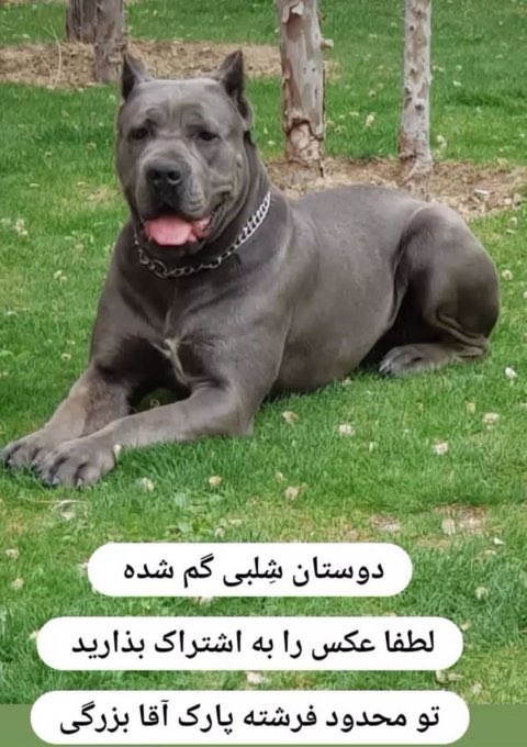 به نظرم ماجرای #شلبی یکی از بامزه‌ترینهای توییتر فارسی بود.
قضیه از این قراره که یه سگی به اسم‌ شلبی تو محدوده فرشته گم میشه و صاحبش استوری میزاره
تو این رشتو، یه سری از توییت‌های بامزه‌ای که پیداشون کردم رو میزارم براتون
۱/
