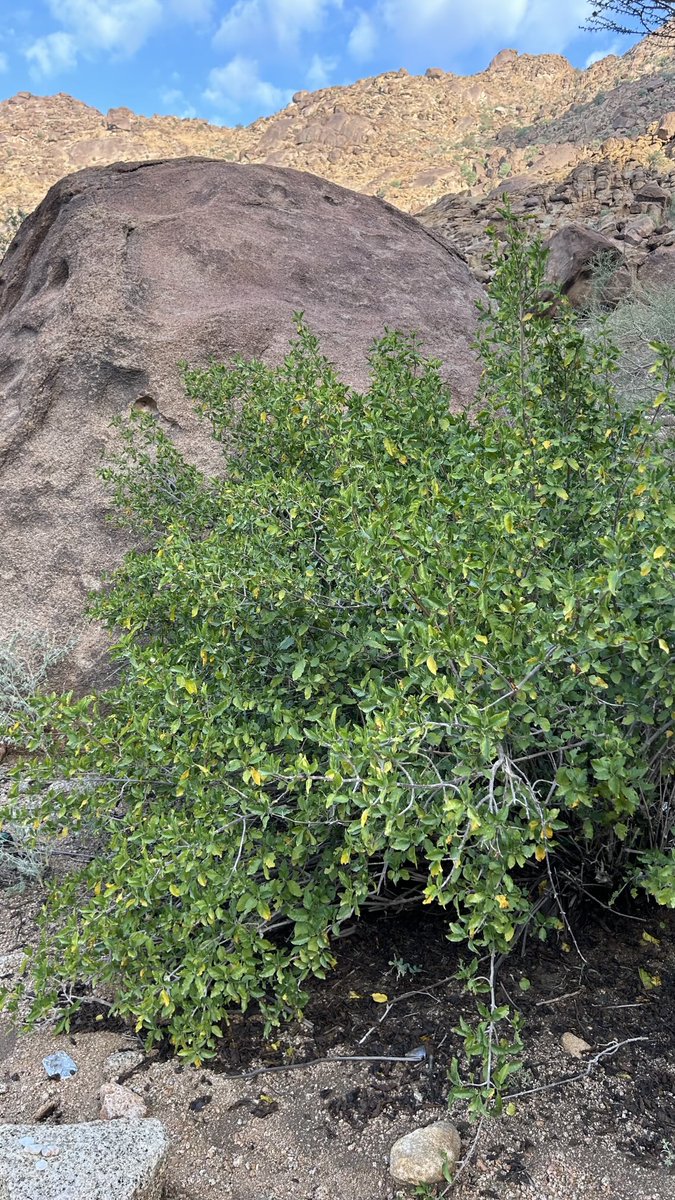 محمد القرشي tweet media