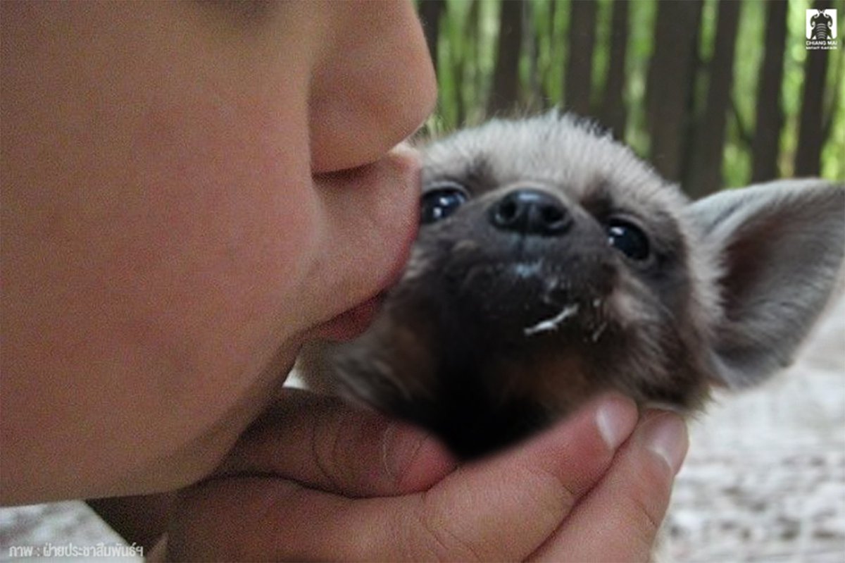 CMNightsafari's tweet photo. สถานการณ์หน้าฟีดในวันนี้🥺🤏🏻
#ไฮยีน่า #hyena #เชียงใหม่ไนท์ซาฟารี https://t.co/og6NtJdjcH