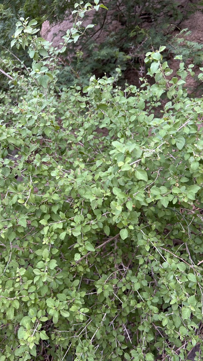 محمد القرشي tweet media