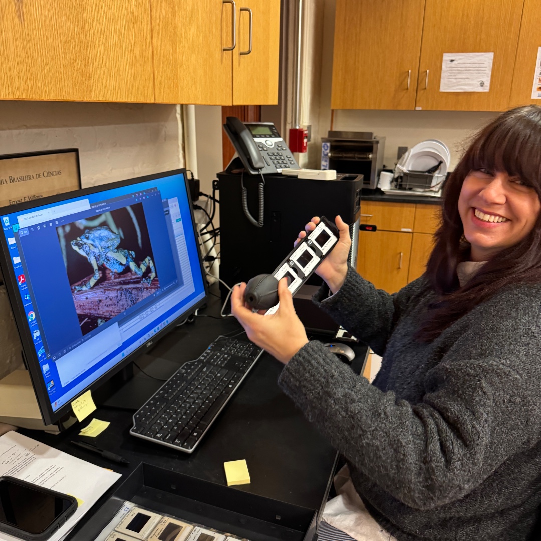 MCZHarvard's tweet image. In January, MCZ collections hosted students from the @HarvardExt Museum Collections Care course. Students worked with many MCZ collections on a variety of projects.