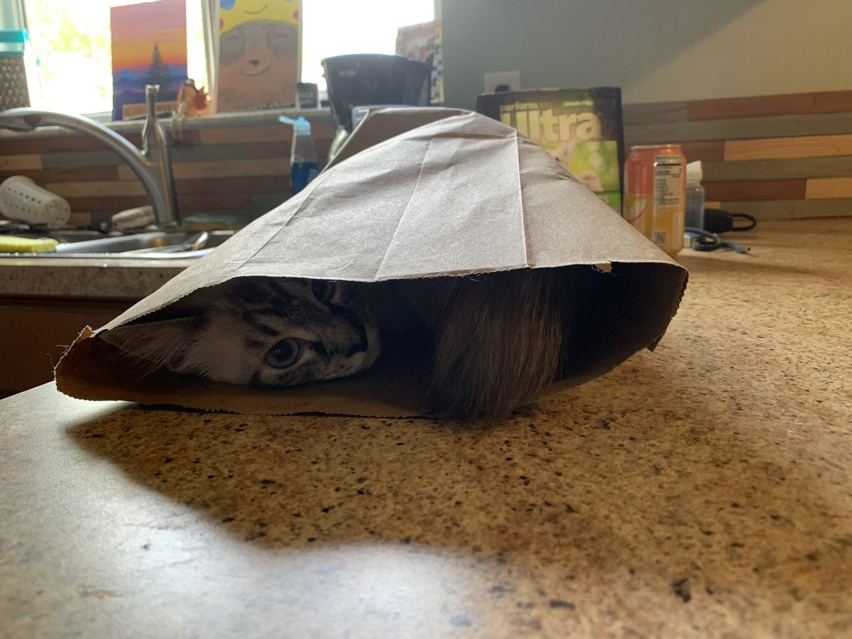 Joshua Protze tweet media