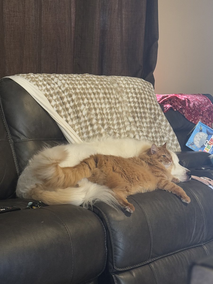 Joshua Protze tweet media