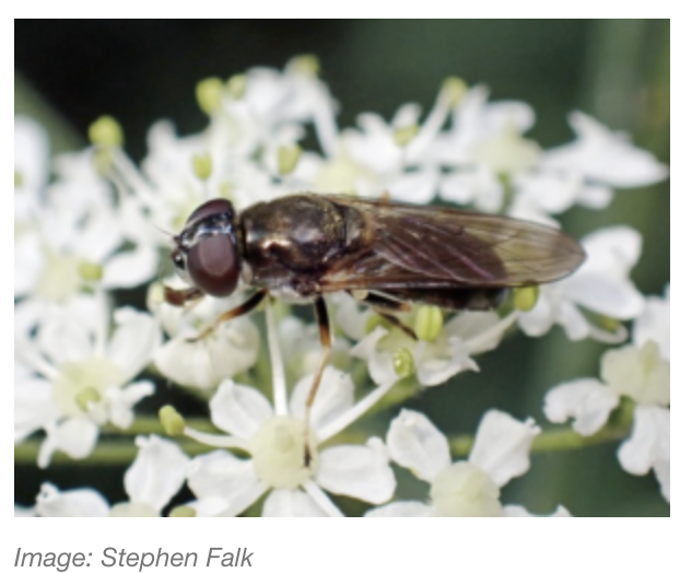 BENHS Dinton Pastures - Hoverfly identification - Martin Harvey September 6th, 10:30 - 16:00. Dinton Pastures, Nr. Reading.

To book a place mail;  indoormeetings@benhs.org.uk, please supply a mobile phone contact number