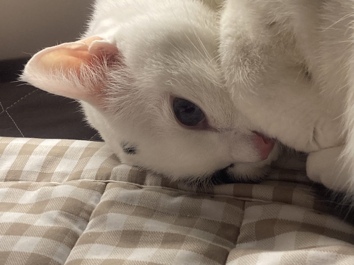 gingercat0801's tweet photo. 귀 눌렸는데 그대로 잘거야? https://t.co/xLrEkLayKm