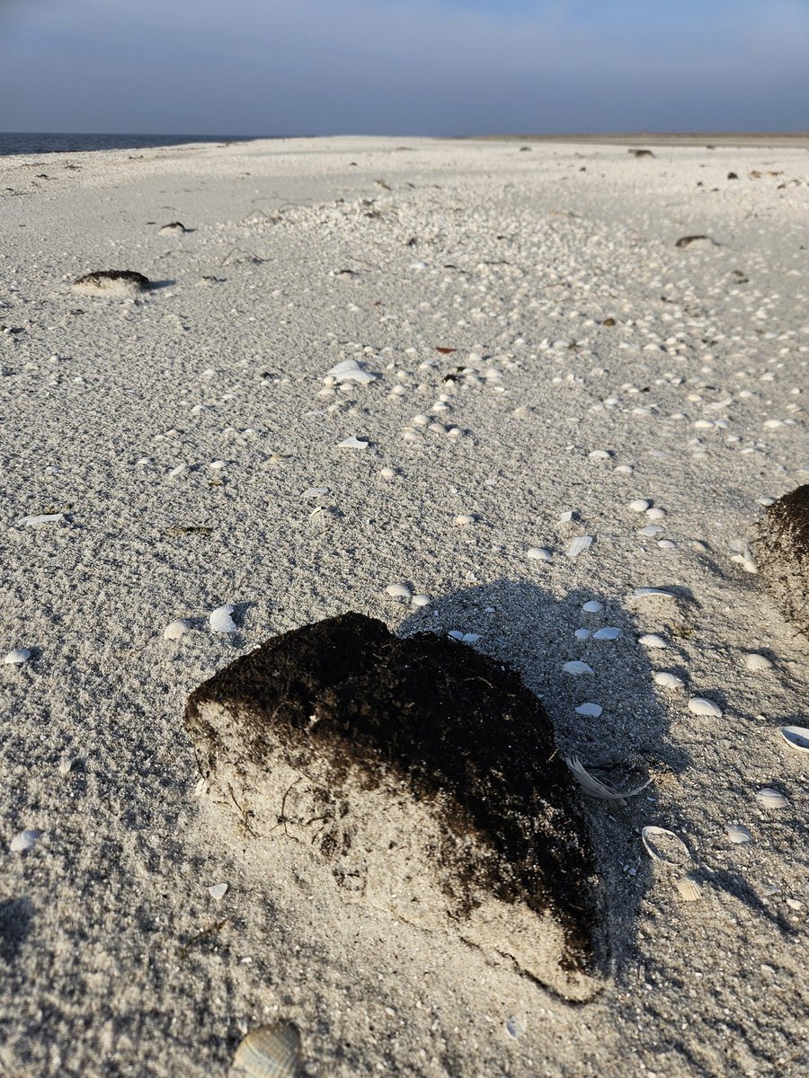 sqramjan's tweet photo. Door het hoge peil en de harde wind van de afgelopen tijd zijn de schelpenbanken weer ontdaan van de begroeiing. #workumerwaard #FrieseIJsselmeerkust #Nat2000 https://t.co/L4vgouZIB8