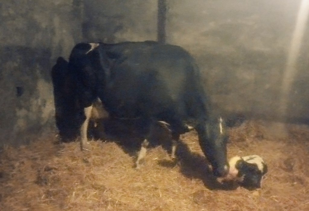 Back to the future! A nice Yamaka heifer calf from our HMY dam 🐮