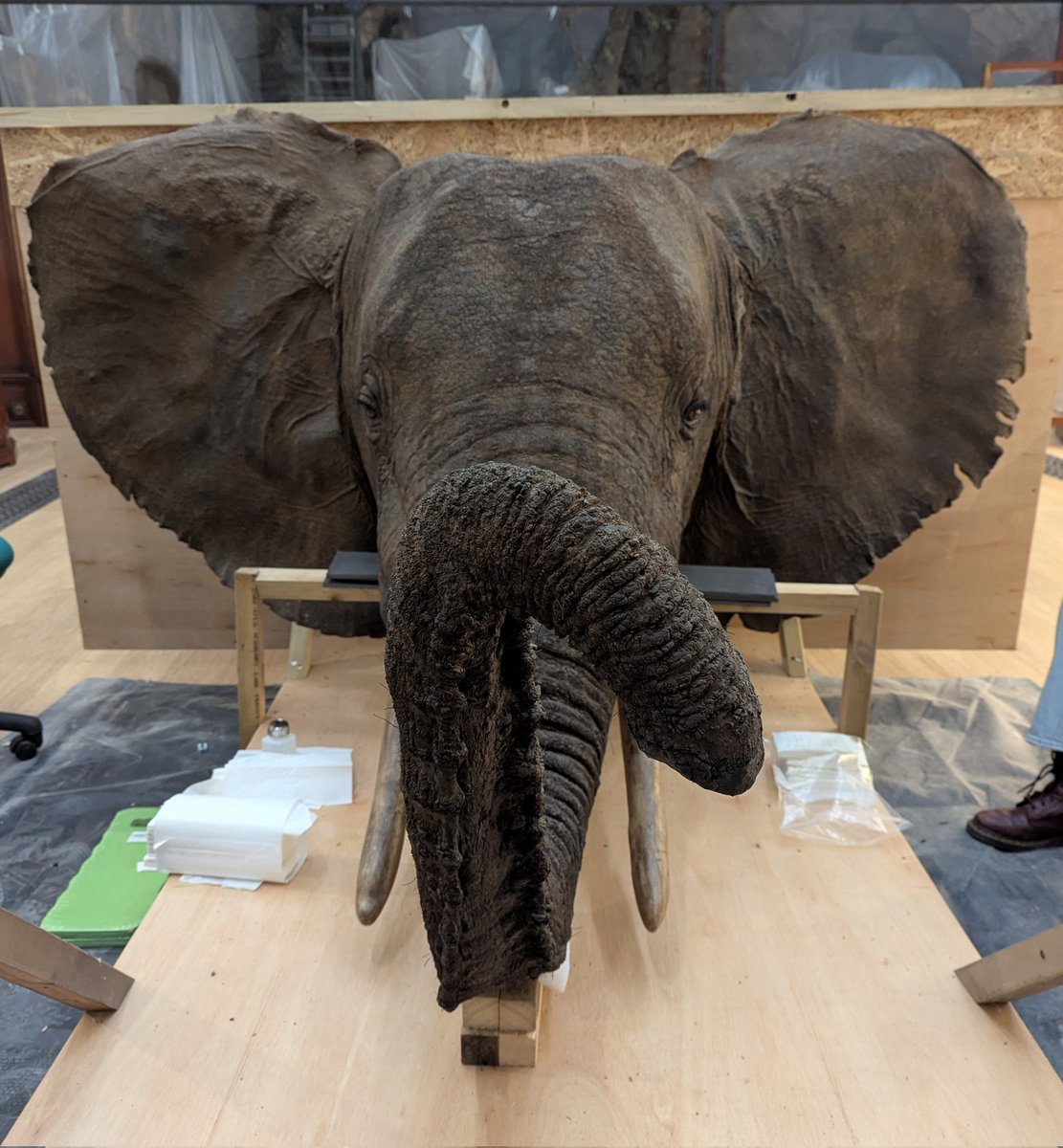 rachisaurus's tweet photo. This handsome chap is going back up on the wall this week, after months sitting under cover during building works. And I've just noticed he has writing in his ear! 'Painted 1967.' Must have been a spruce-up, as he was mounted by Gerrards in 1898! https://t.co/e9sD5CxlD3