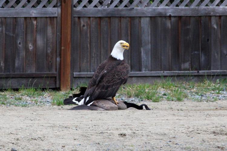 capeandcowell's tweet photo. Live look at Canada beating Trump at his own game https://t.co/0DXpCSeBNp
