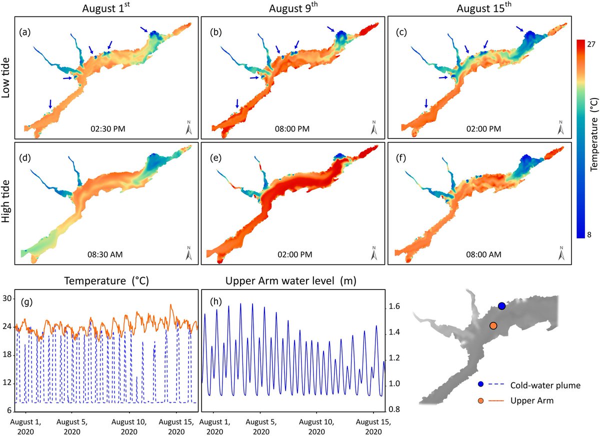 New paper from <a href="/AidaZeighami/">Aida Zeighami</a> on the influence of tributaries, springs, tidal ocean exchange, and atmospheric heat exchange on coastal lagoon temp patterns → coastal temps are far more dynamic/complex than river temps and can lead to migratory barriers
onlinelibrary.wiley.com/doi/full/10.10…