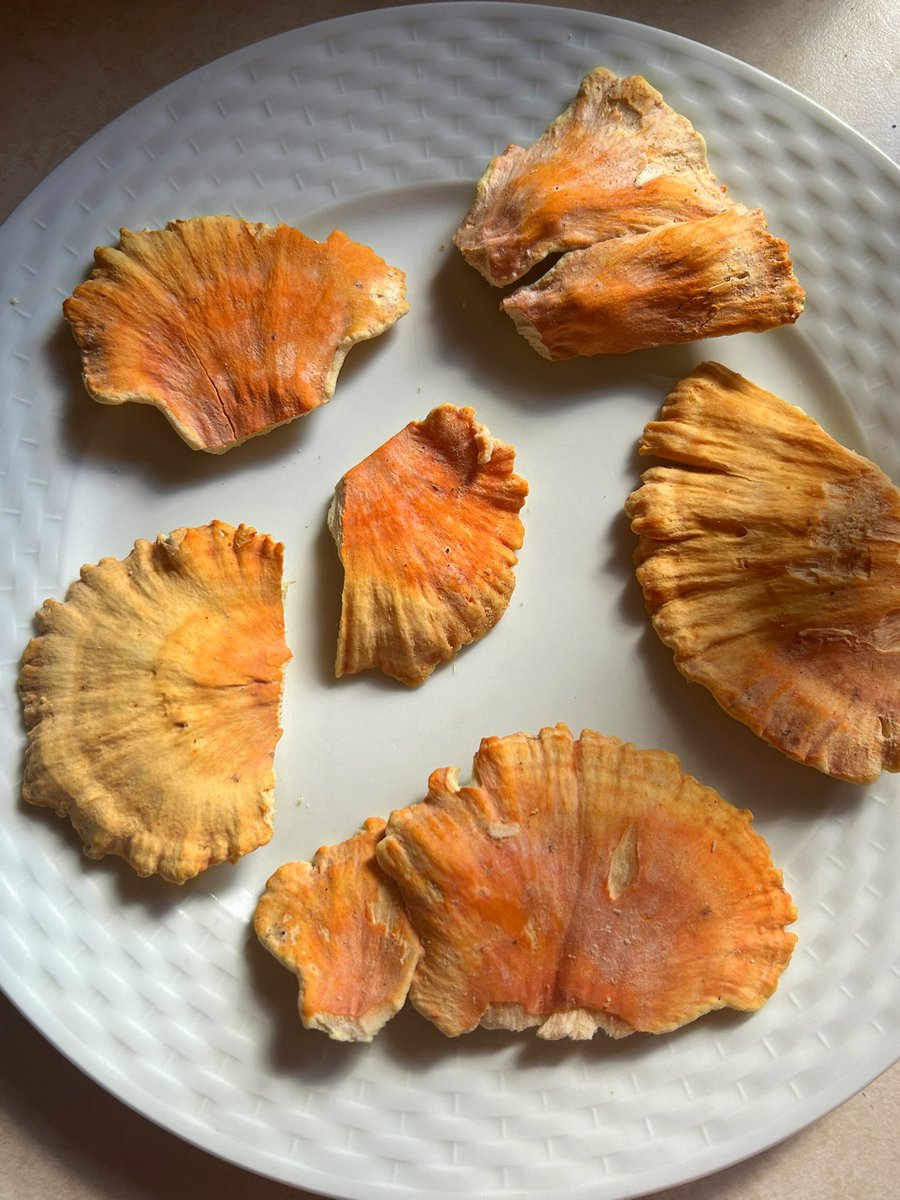 Essau1969's tweet photo. #MushroomMonday 👀 Chicken of the Woods 😋 #Food #Yum #Forage https://t.co/P70tIbHWkH