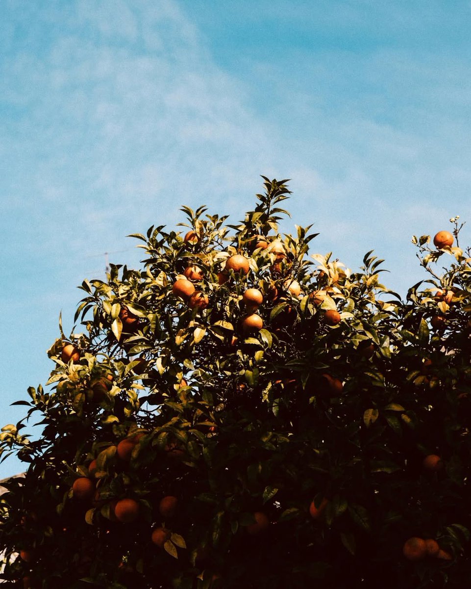 ¡De noviembre a abril, es temporada de cosecha en el Algarve! 🍊✨ Las naranjas y mandarinas más dulces y jugosas, recién cogidas del árbol, están llenas de sabor y de sol ☀️ Perfectas para dar un toque veraniego a tus días de invierno. ¿Las has probado ya?😍
📷 these_arethe_days