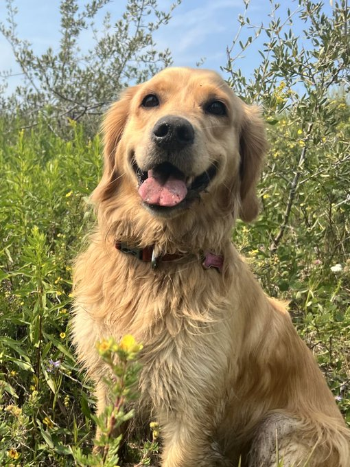 bunsenbernerbmd's tweet photo. In honor of National Golden Retriever Day, let's talk about the goodest girl.

I know anyone with a female dog ALSO has the goodest girl, but I want to talk about our goodest girl.

It starts with very scary medical procedure and ends with our family loving our golden somehow even more.

On August 16th our Bernese Mountain Dog went in for life saving surgery.

A massive growth was found in his abdomen unlike anything the surgical team had seen before.

The team was going in blind and we were told that there was a chance our dog wouldn't make it.

Thanks to the skill of the surgical team, luck, prayers, everything, our big guy survived and is recovering right now at home.

So what does this have to do with our GOODEST GIRL?

Our Goodest Girl's name is Beaker and what she did when Bunsen got home brought us to tears.

Beaker is 4 and her big brother Bunsen is her whole world.

When Bunsen was in hospital we realized it was the first night that Beaker spent apart from Bunsen in her entire life.

She has always known a home and family with the fuzzy bear.

She didn't know where he went, but she knew something was wrong.

Her behavior changed.

She cuddled with anyone she could, sleeping much more than normal.

Thankfully, she was reunited with her dog-brother a couple days later.

Beaker was ecstatic seeing Bunsen return.

Bunsen was super dopey from pain meds and Beaker was gentle with him at the door, but her megawatt golden smile she had lost was back.

She looked at Bunsen then to the humans as if to say - You brought him back!

In the days that followed Beaker never left Bunsen's side.

That first night she stood guard over him, laying next to him, sleeping next to him.

She KNEW he was wounded and couldn't defend himself.

It was HER turn to protect him.

Bunsen had saved her life from a coyote attack when she was young and the gentle giant is definitely the protector of us all.

It brought tears to our eyes seeing her watch over the dog that couldn't do his job.

She knew her assignment.

Our puppy Bernoulli didn't understand Bunsen's recovery and he was quickly put in his place by a watchful Beaker.

Puppy nonsense that happened too close to Bunsen's crate was quickly shut down and redirected away.

Lastly, Beaker would bring Bunsen gifts.

Somedays it was a sock.

Somedays it was a toy.

It was something. Bunsen didn't really play with anything she brought, but it was the thought that counts.

If you are very lucky with your time on our planet you might get have the privilege of having a pet.

They will teach you life lessons in kindness, and empathy.

They will step up in ways you never expected.

They will be the GOODEST GIRL.