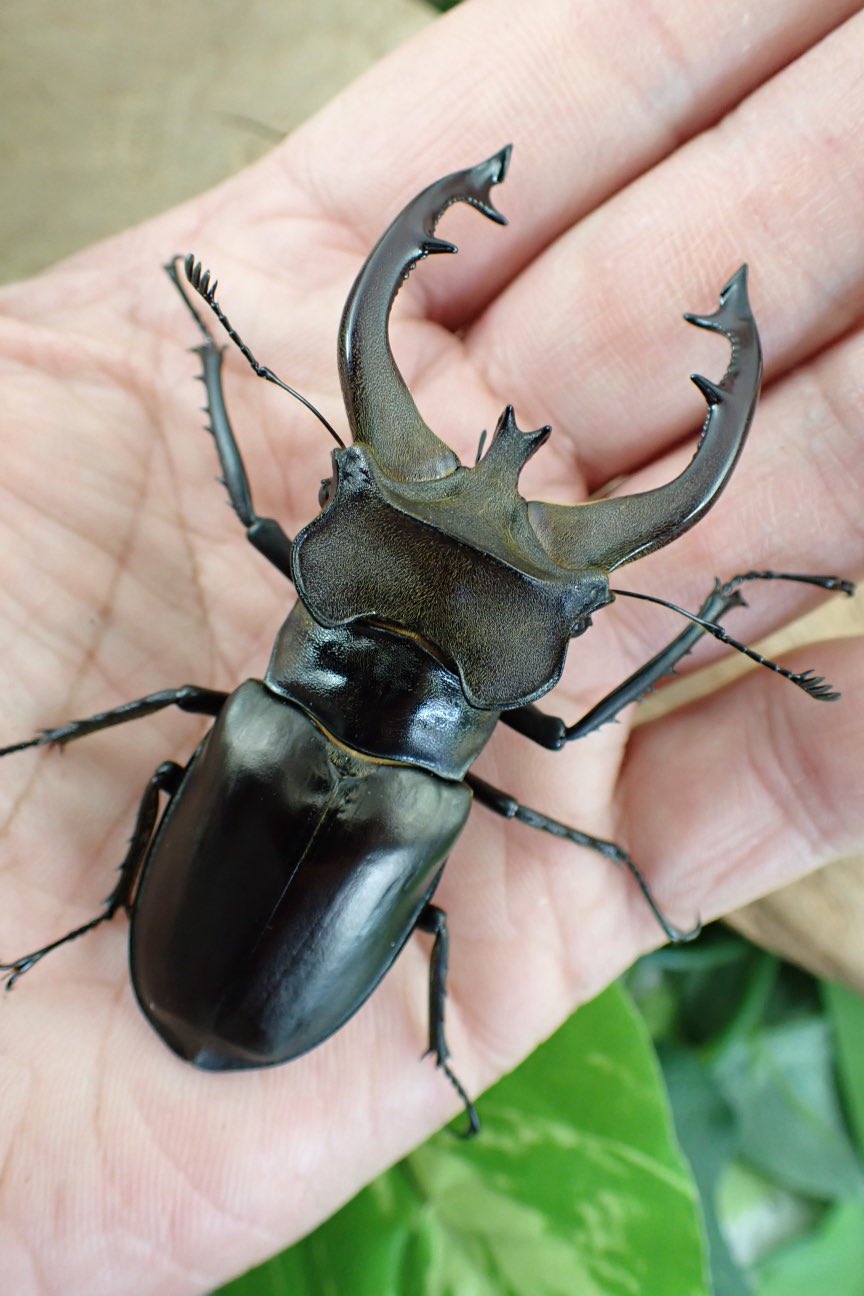 Sparkle Beetle (@BeetleSparkle) / X Sparkle Beetle (@BeetleSparkle) / X