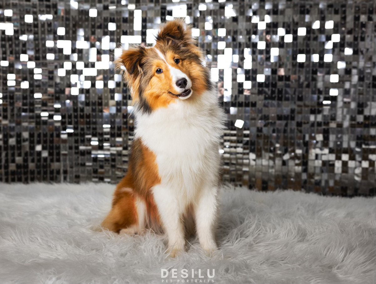 Forsyth Humane Society tweet media