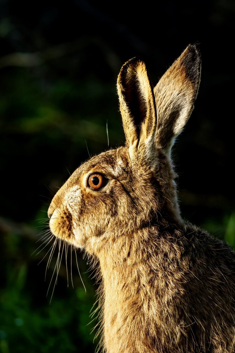 Sue Wood tweet media