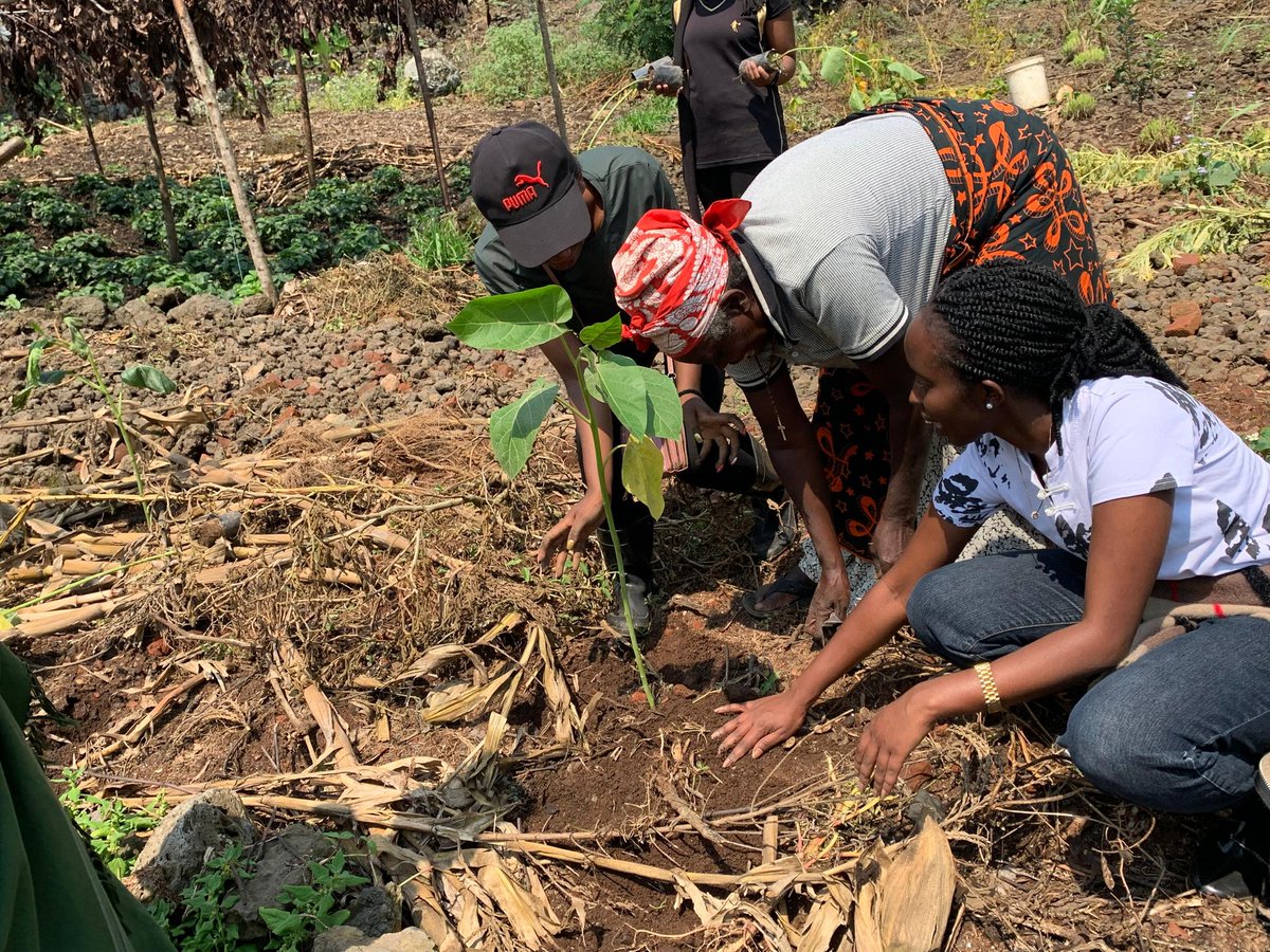rotaractcavm's tweet photo. As we were persuing with our project "RWANDA IN FRUITS" 
those are some expressions of how it went  with local residents of Kimonyi sector in @MusanzeDistrict 
@RYVCP_Kimonyi  @REMA_Rwanda @RCkigalicity @Rotaract250 https://t.co/TOo7xbgVAI