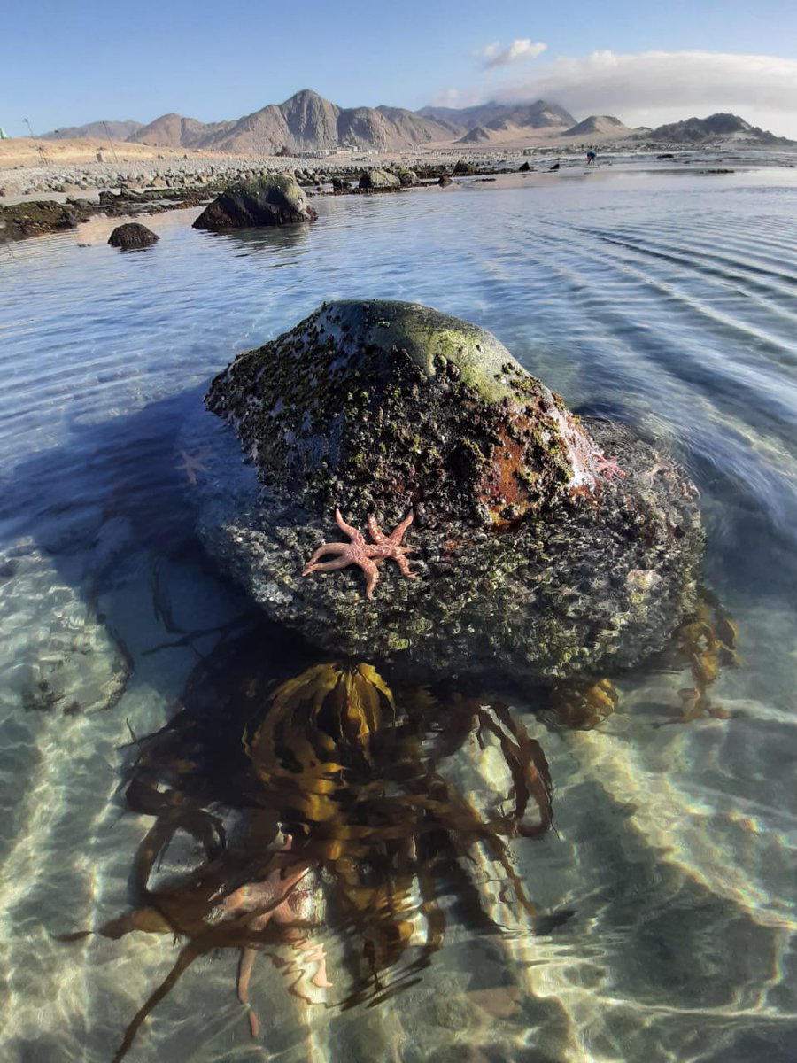 Después de las marejadas se ven las estrellas de mar en las rocas.
#Flameco #Atacama