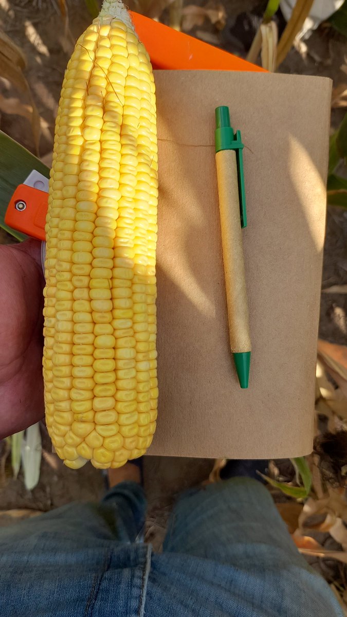 Mariano Martinez tweet media