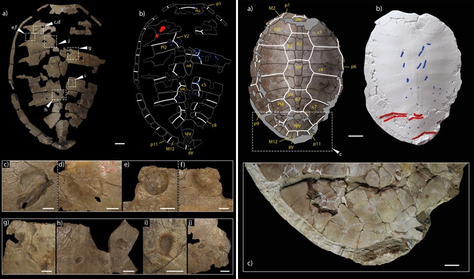 Godzillin's tweet photo. Las #tortugas marinas también enfermaban: bioerosión en caparazones fósiles del #Eoceno, nuevo trabajo de @AG_Paleo et al. publicado recientemente en @fossil_record:

▶️ https://t.co/I2752zRCMe
#bioerosion #marks #marine #turtles https://t.co/WIH7VzA2Ek