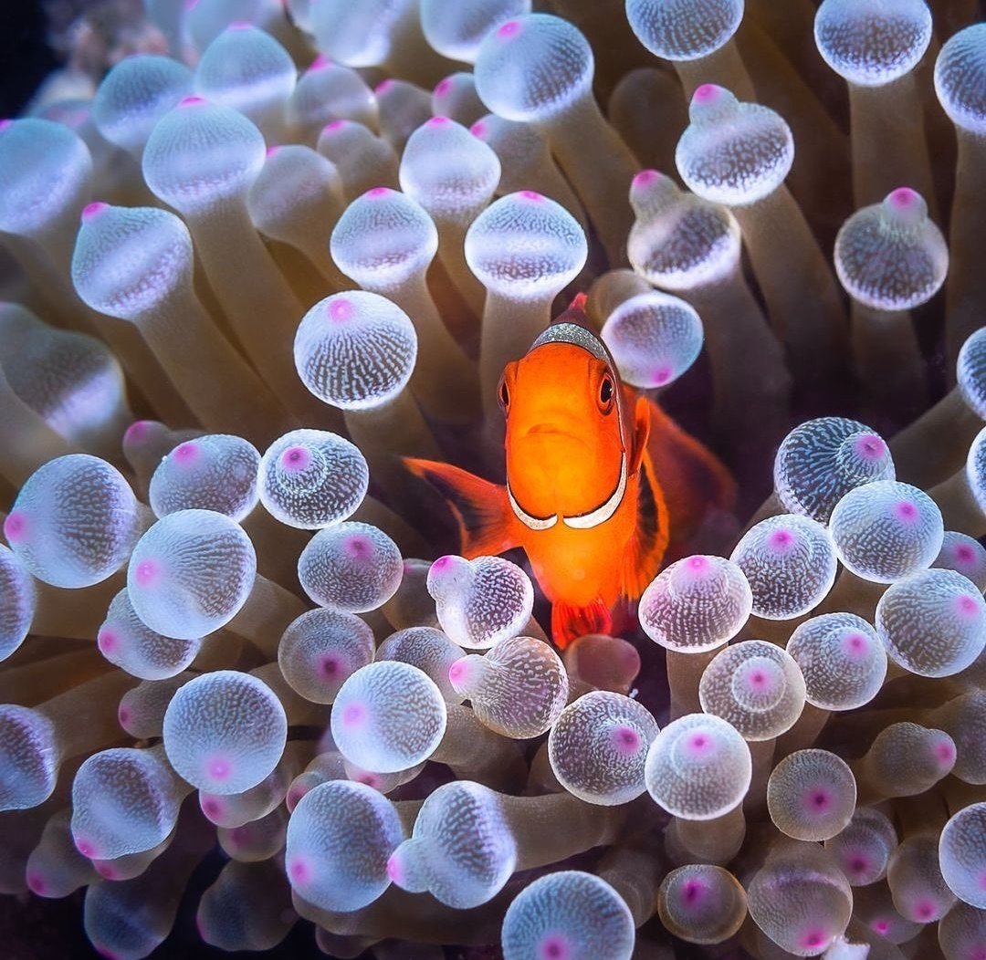 Miep51082958's tweet image. #FindingNemo
Gevonden!!!!😃