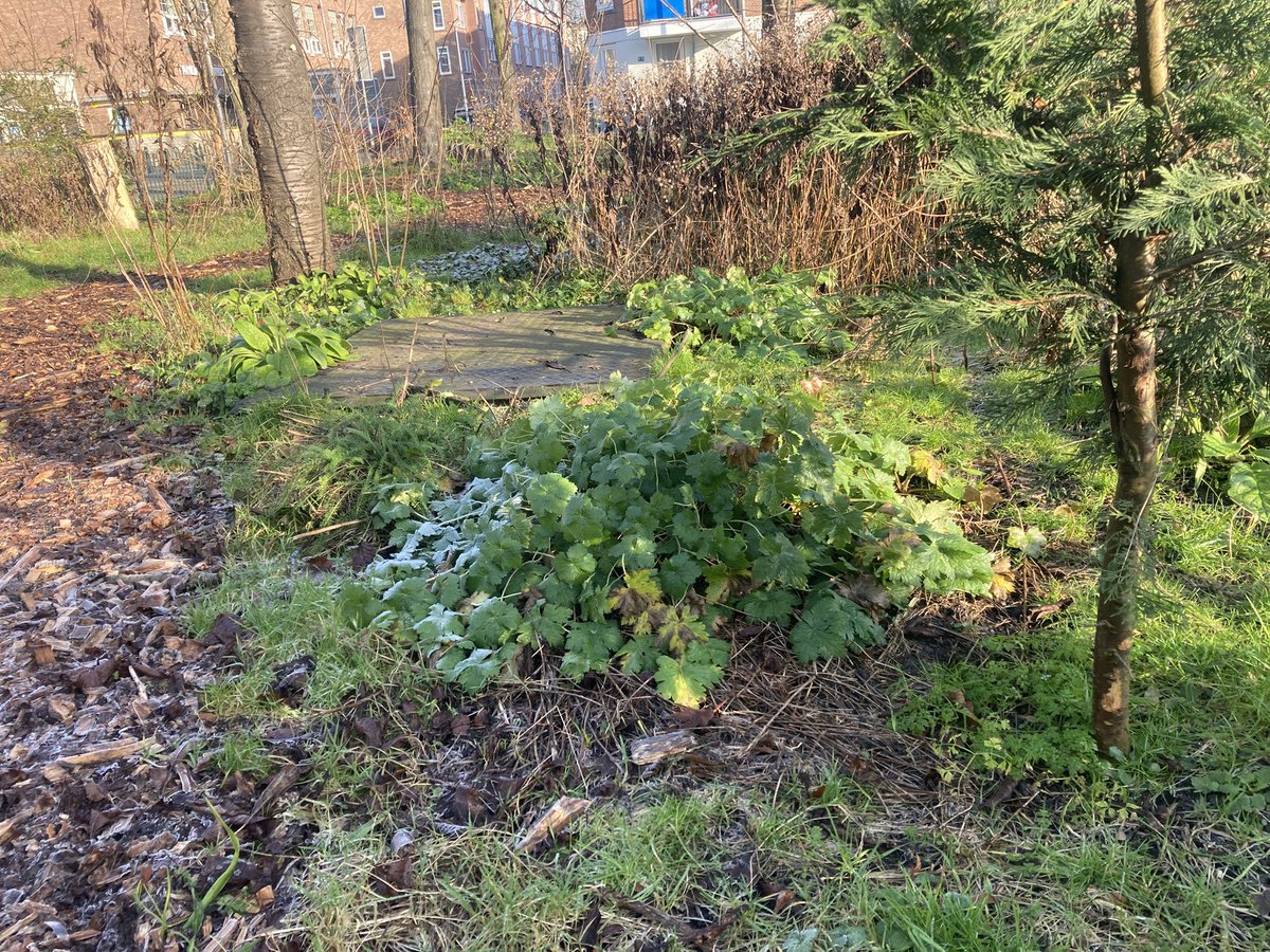 rinibiemans's tweet photo. Maandagochtend #rotterdam #park1943 #biocrow #inheems #winterbeeld https://t.co/cbWJg7Kzsr