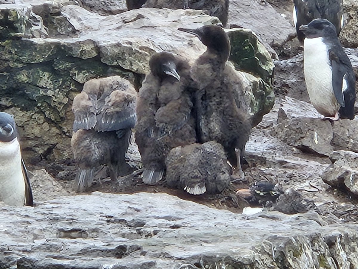 Andrew Kenyon tweet media