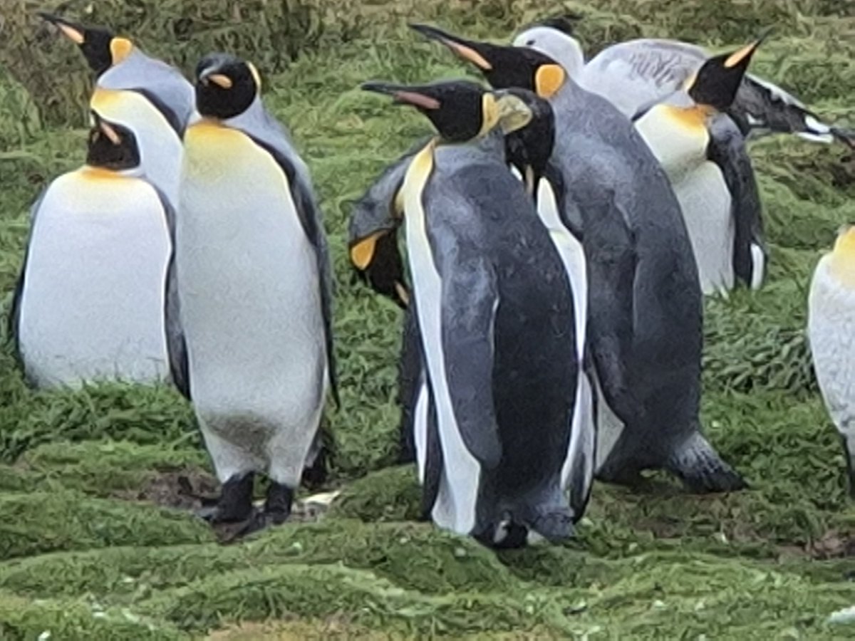 Andrew Kenyon tweet media