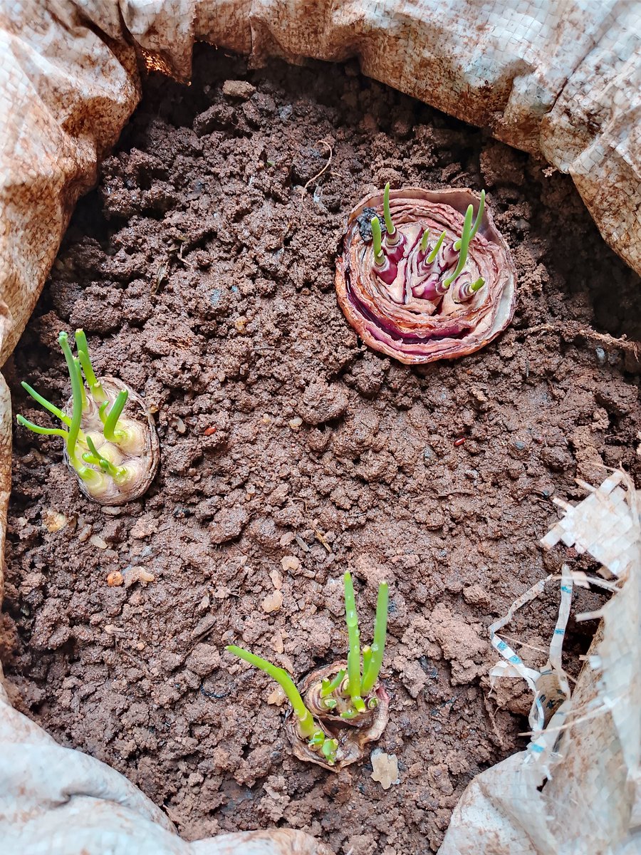 dev_kengo's tweet photo. So far, Farmi AI has been helping to grow these set of onions and their health is in good shape and I'm doing everything possible to avert rot.

PS: Farmi AI is a product that I built as my final project which was ranked Among the top 4 projects @alx_africa @alxseinnigeria https://t.co/MMo8BswciT