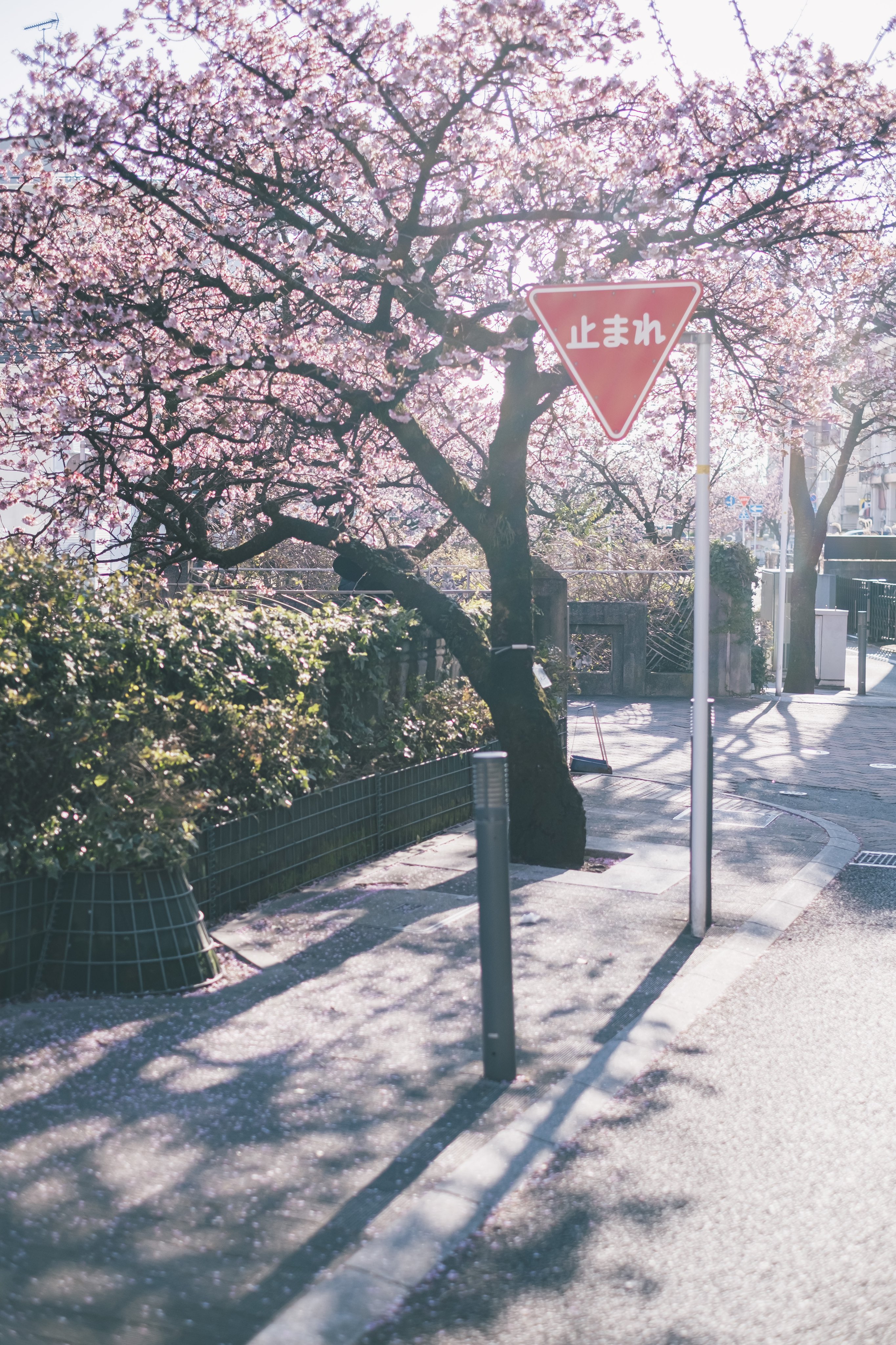 おはようございます💖 昨日より回復！ 週末まであと2日、頑張り