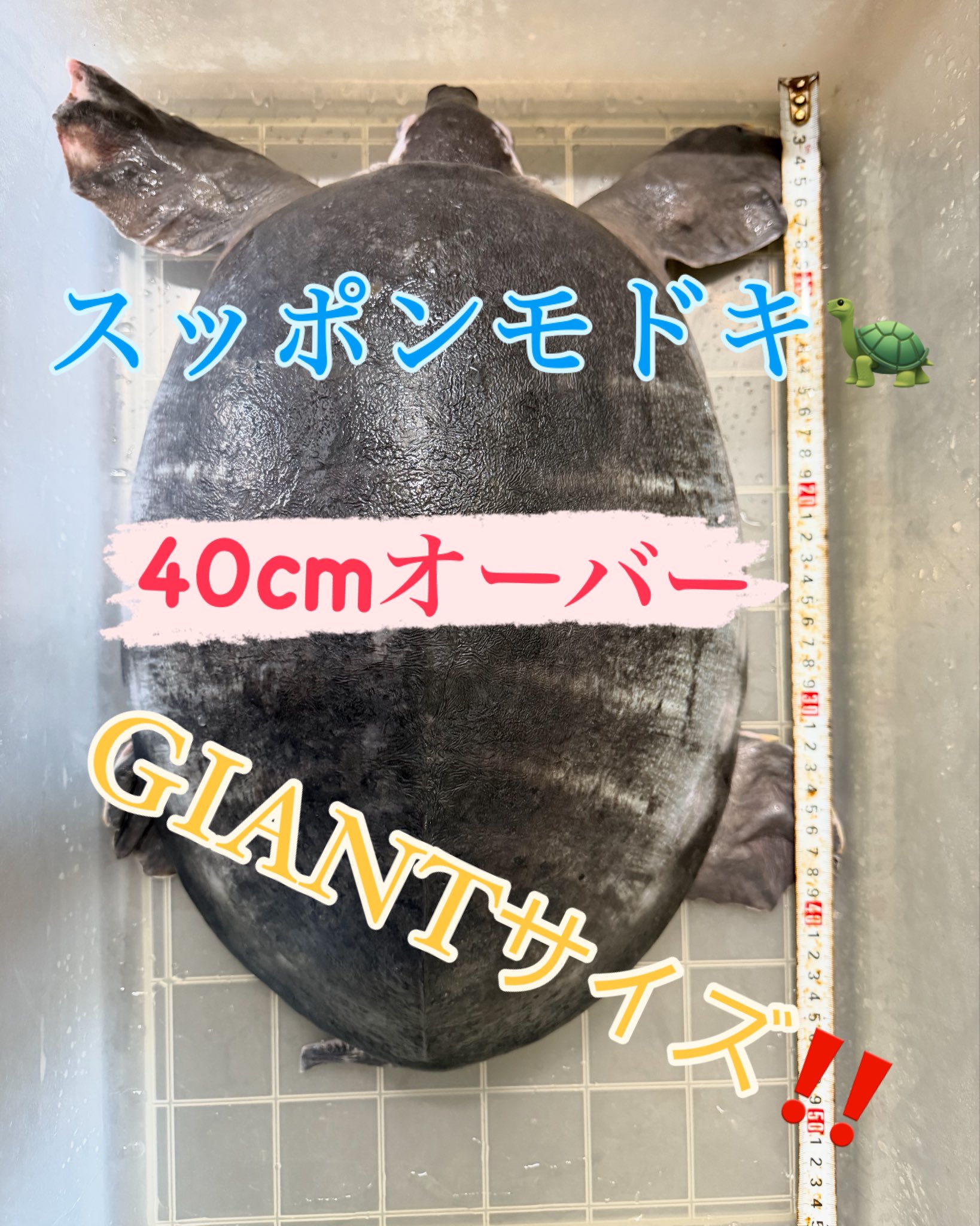 1/7 入荷魚紹介 - 静岡市の熱帯魚専門店（大型魚・古代魚・珍魚