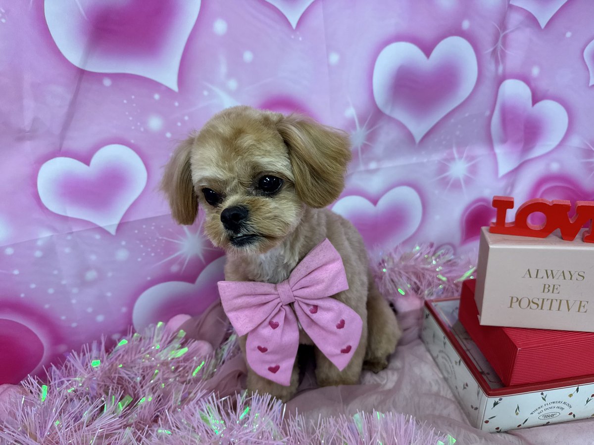 tak_SEDIC_ino's tweet image. 今月のトリミングはバレンタインverでしたぁ！
#bluedog #アニコム