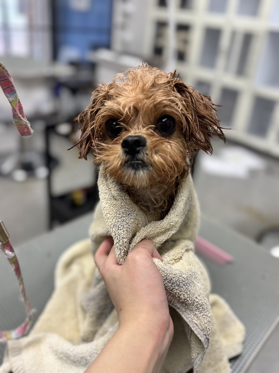 tak_SEDIC_ino's tweet image. 今月のトリミングはバレンタインverでしたぁ！
#bluedog #アニコム