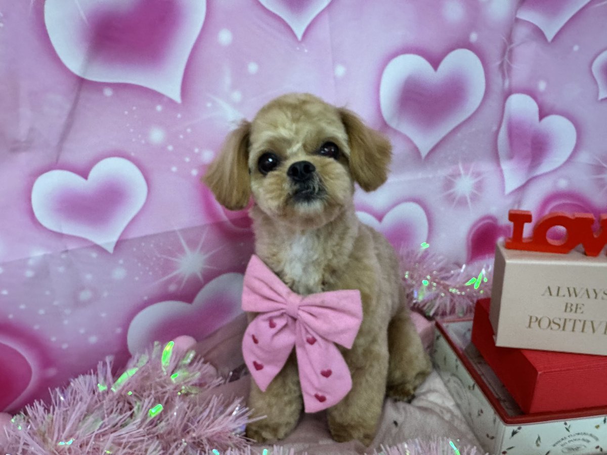 tak_SEDIC_ino's tweet image. 今月のトリミングはバレンタインverでしたぁ！
#bluedog #アニコム