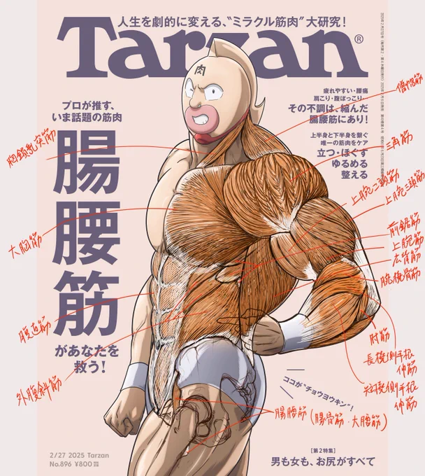 先日のTarzanの表紙にさらに筋肉を描き加えてみた。
ゆでたまご先生から抗議があれば削除します。
腸腰筋も少し修正しました。
#美術解剖学 