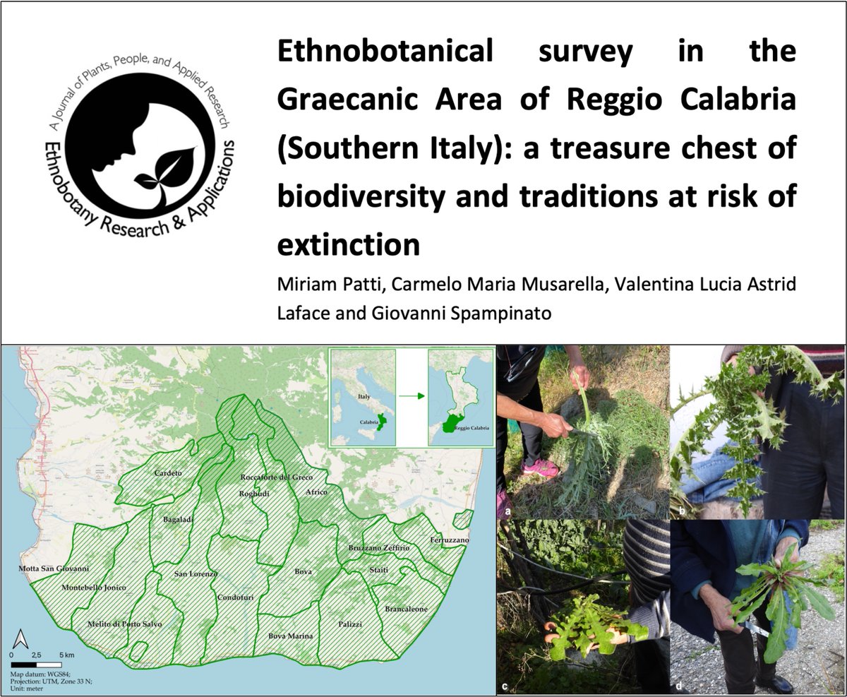 Miriam Patti (@pattimiriam31) on Twitter photo Our ethnobotanical survey on the Graecanic Area of Reggio Calabria is online! 🌿 A glimpse into the deep bond between local communities and wild plants.
🔗 Read here: lnkd.in/d6JeYjYY
<a href="/dottormus/">Carmelo Maria Musarella</a> <a href="/LafaceValentina/">Valentina Laface</a> <a href="/Herbarium_UNIRC/">Herbarium_UNIRC</a>
#Ethnobotany #Calabria #Biodiversity Our ethnobotanical survey on the Graecanic Area of Reggio Calabria is online! 🌿 A glimpse into the deep bond between local communities and wild plants.
🔗 Read here: lnkd.in/d6JeYjYY
<a href="/dottormus/">Carmelo Maria Musarella</a> <a href="/LafaceValentina/">Valentina Laface</a> <a href="/Herbarium_UNIRC/">Herbarium_UNIRC</a>
#Ethnobotany #Calabria #Biodiversity